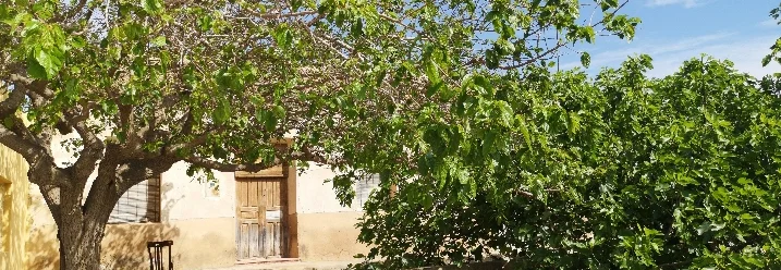 Hof mit Feigenbaum
